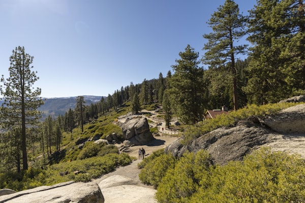Hikers walking through a misty mountain trail surrounded by dense forest